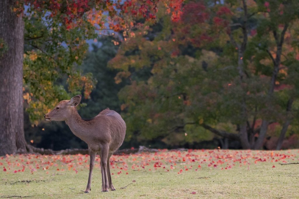 色付きはじめた奈良公園