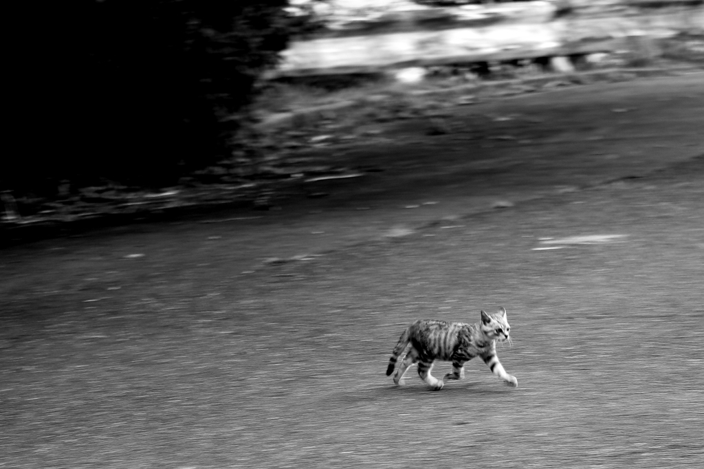 六甲の猫