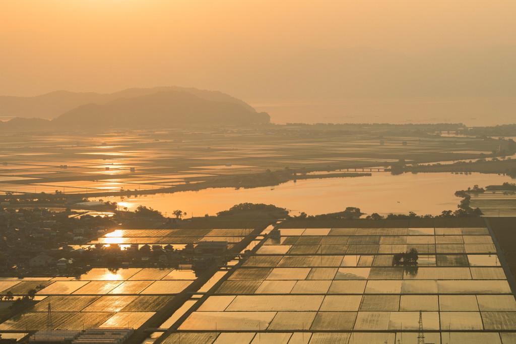太陽に照らされた金色の水田