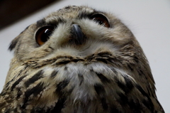 ふくろう