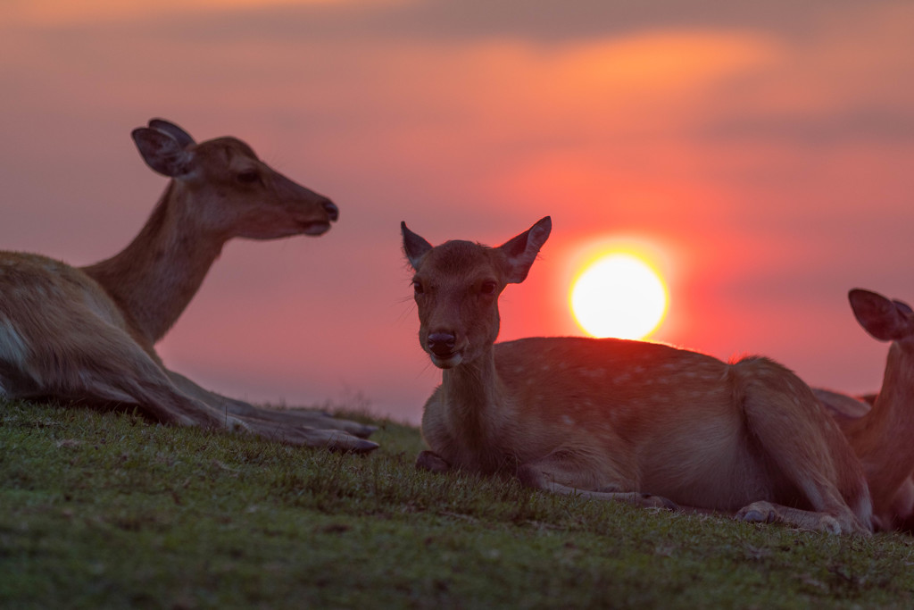 若草山の夕日