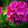 庭の紫陽花②