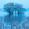 琵琶湖 湖北水中木