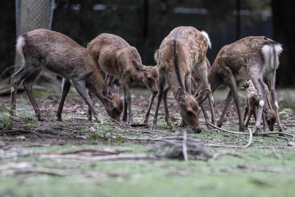 奈良公園