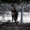 奈良公園の鹿