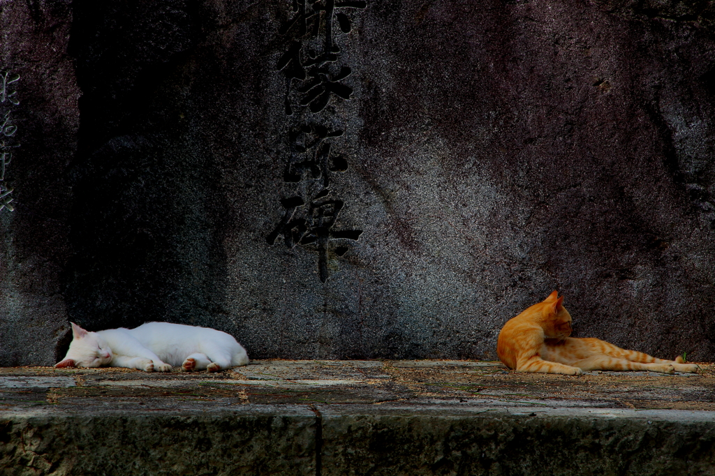 姫路城の猫