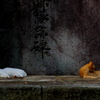 姫路城の猫