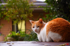 猫