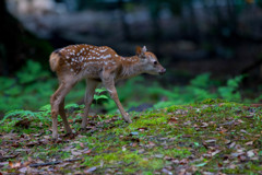 奈良公園の小鹿