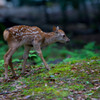 奈良公園の小鹿