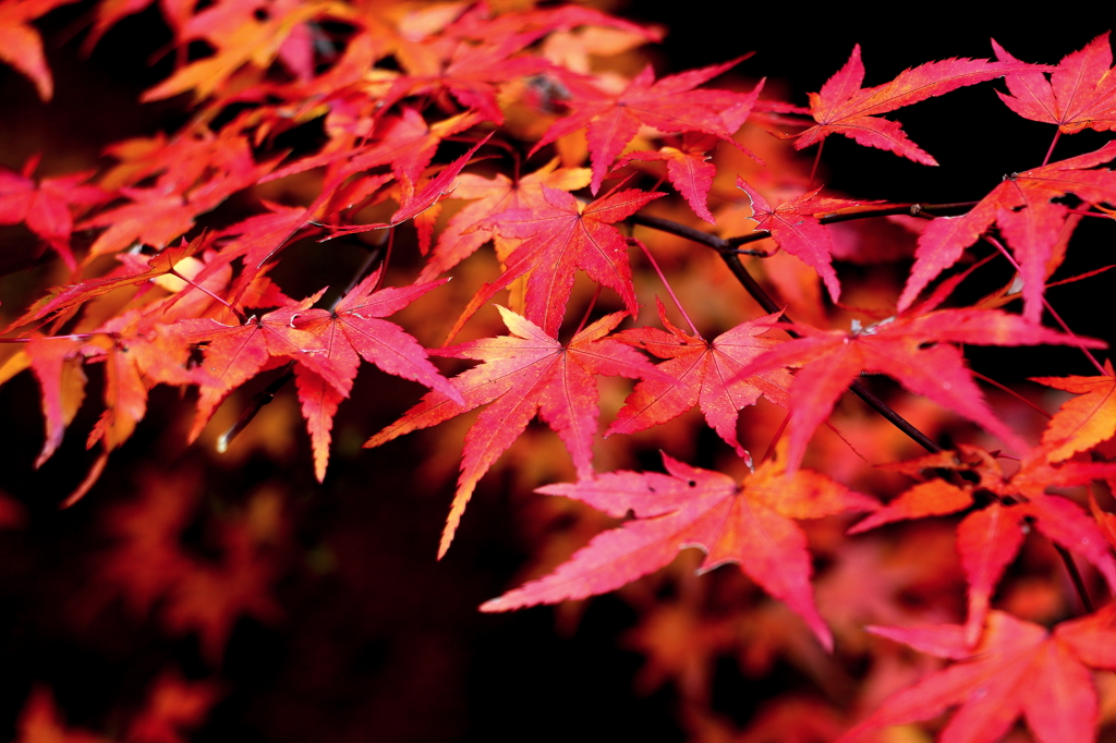 紅葉