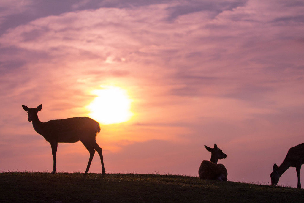 若草山の夕日