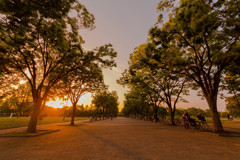 緑地公園の夕日