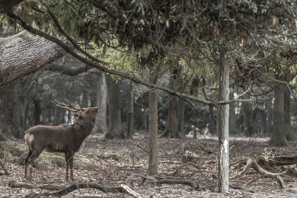 奈良公園の鹿