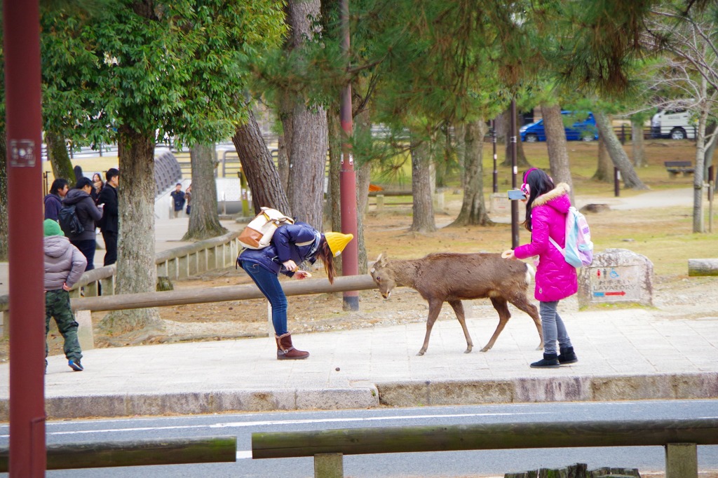 奈良公園　お辞儀をする人と鹿