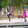 奈良公園　お辞儀をする人と鹿