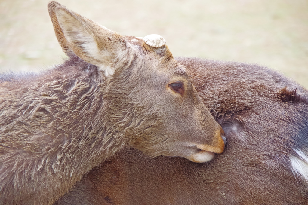 奈良公園のシカ