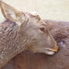 奈良公園のシカ