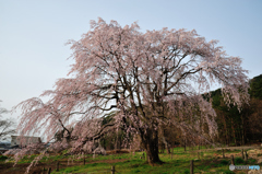 堀金の桜　2