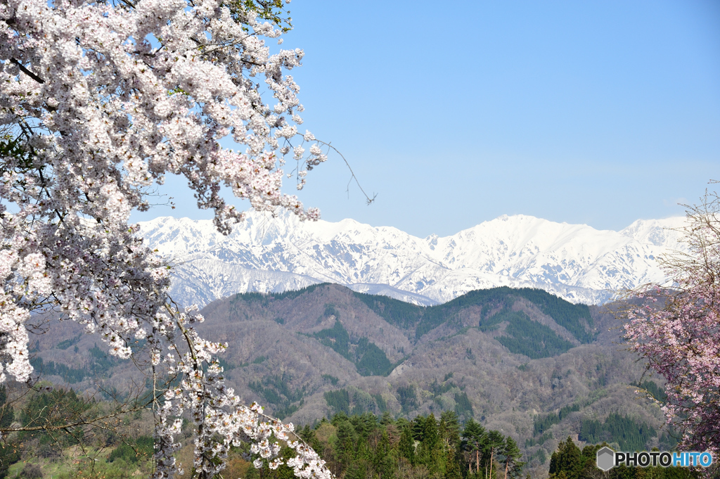 立屋　番所の桜D70_7672