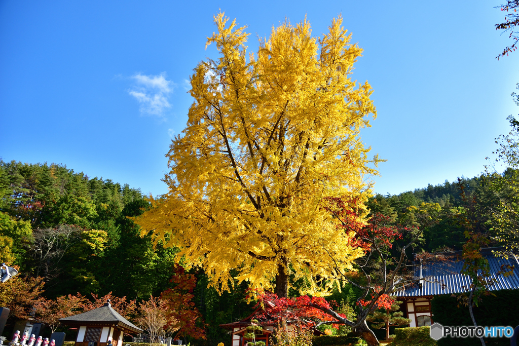 長福寺の大銀杏D70_4063