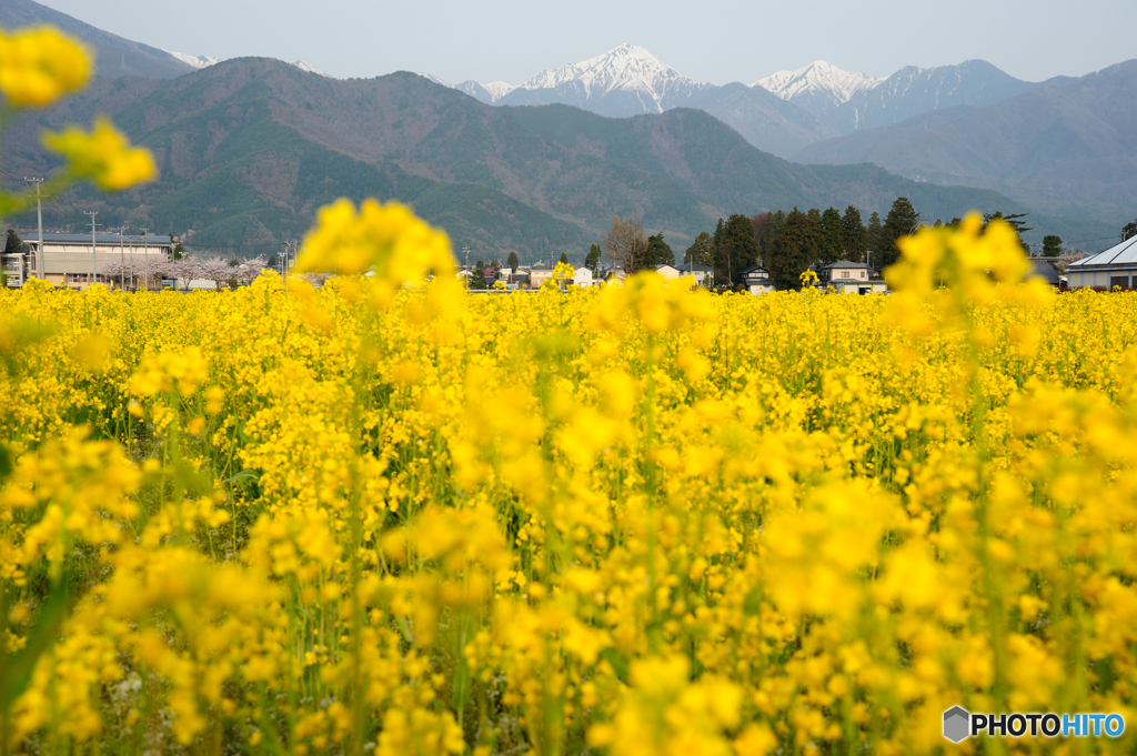 常念岳と菜の花　1