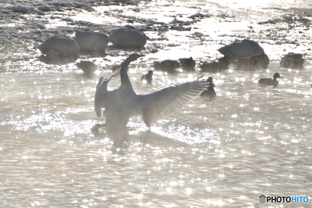 犀川の白鳥　D70_2336