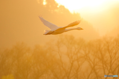 早朝の白鳥
