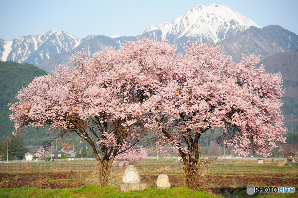 道祖神と桜　1