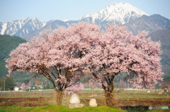 道祖神と桜　1