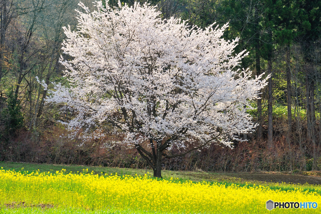 小川村の桜