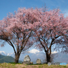 道祖神と桜　2