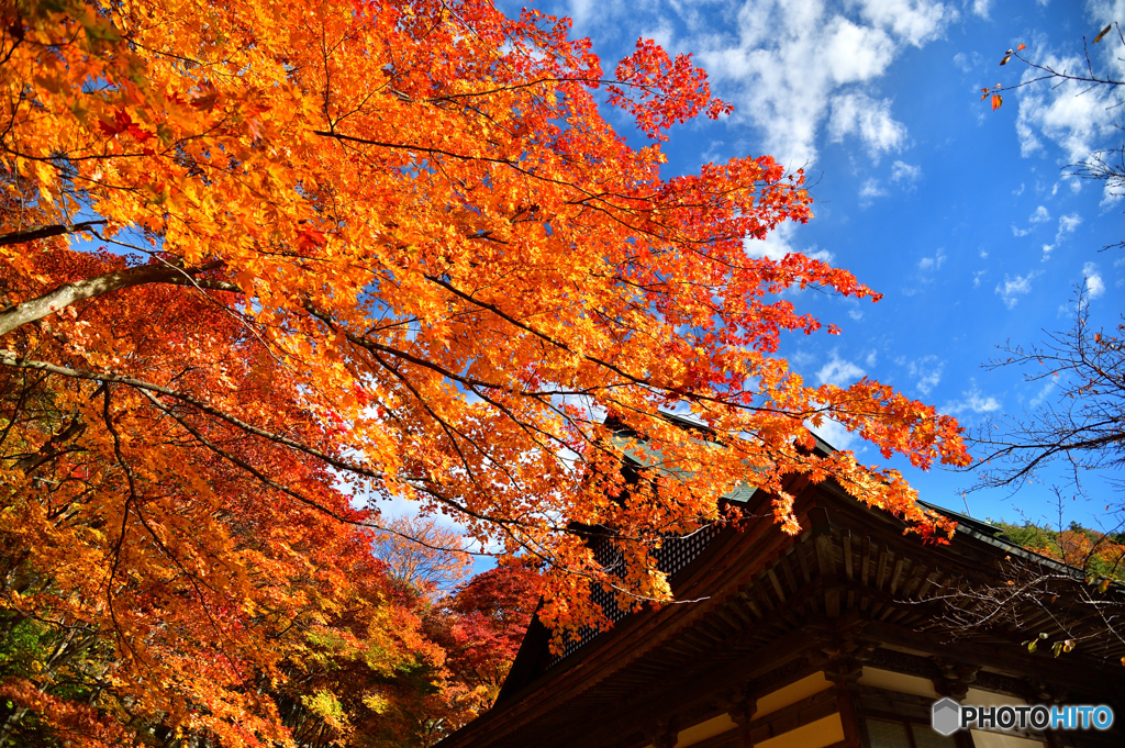 霊松寺の紅葉　D70_0506