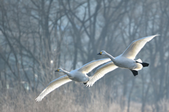 安曇野　犀川の白鳥