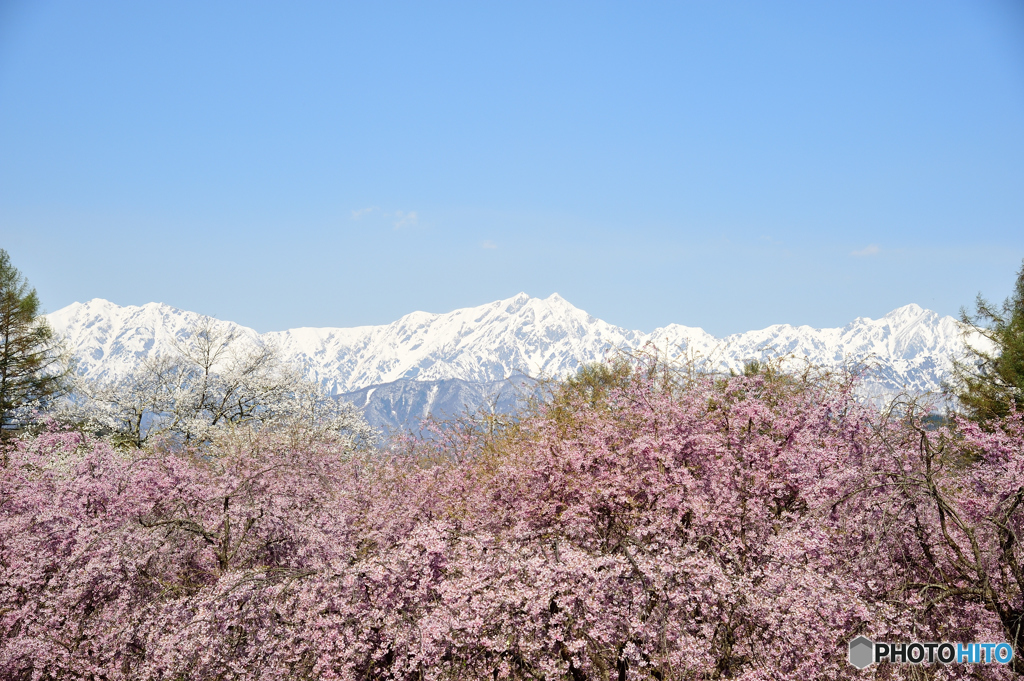 立屋　番所の桜D70_7678