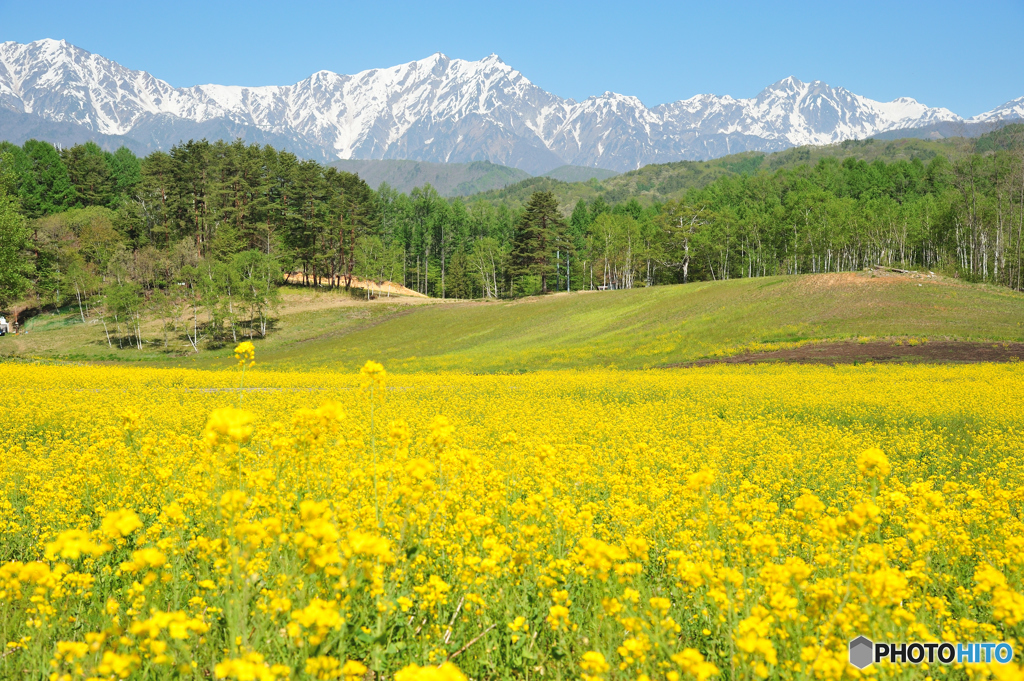 2016中山高原の菜の花　2