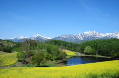 中山高原の菜の花