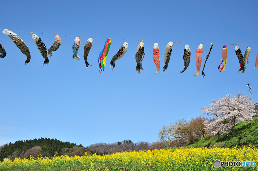 菜の花と鯉のぼりD70_7731a