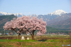 道祖神と桜　4