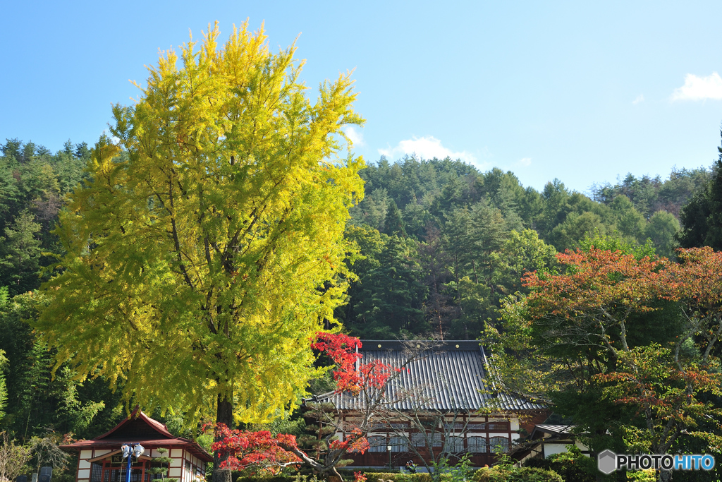 長福寺の大銀杏D70_3901