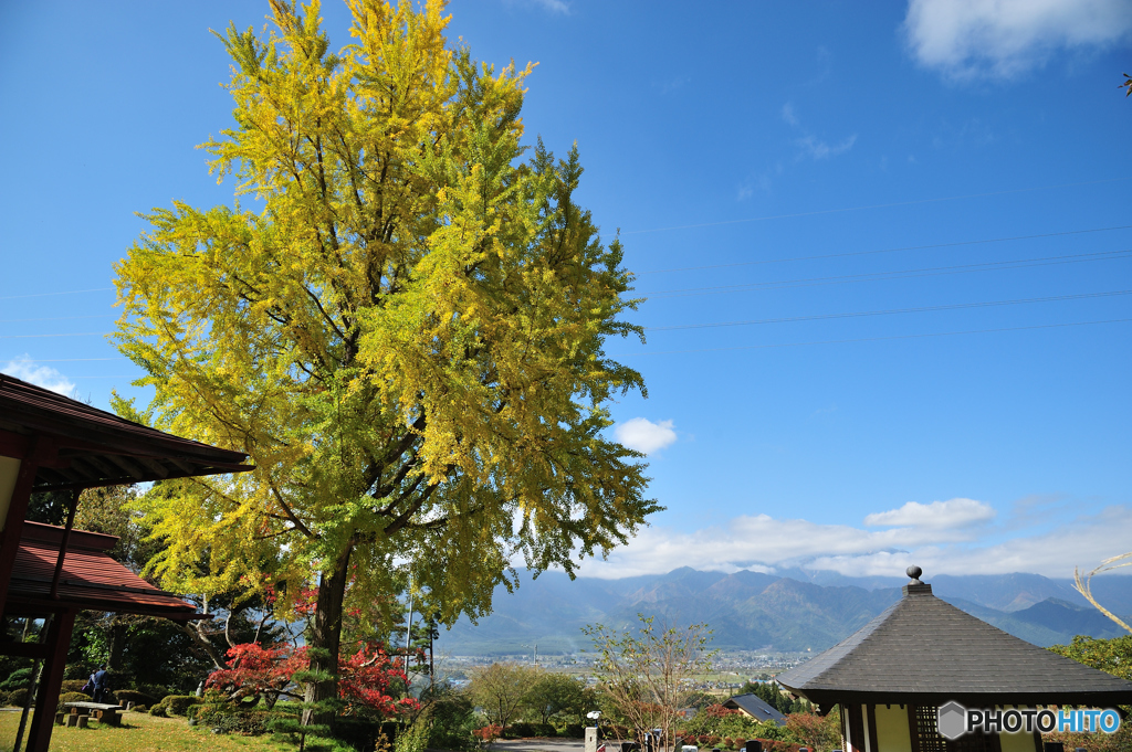 長福寺の大銀杏D70_3861