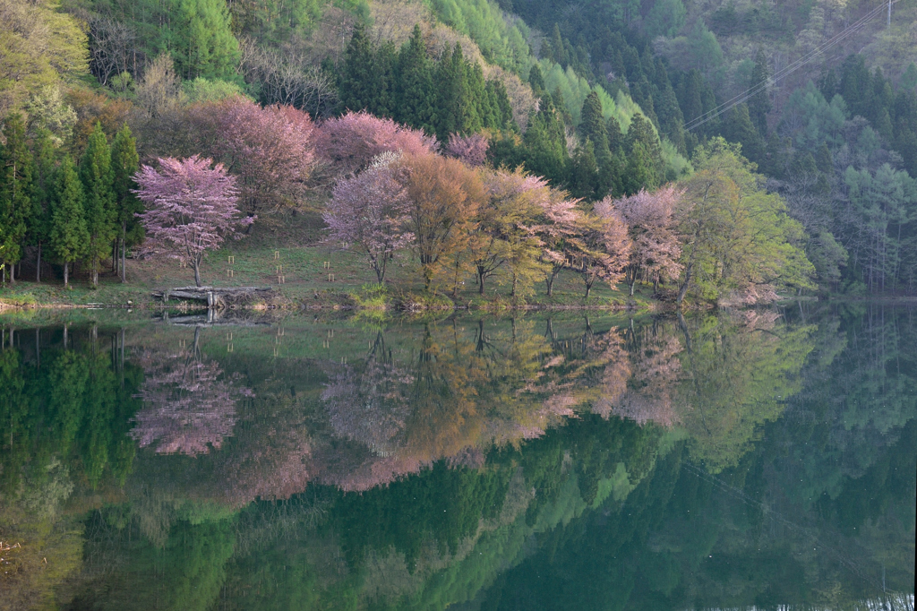 湖面に映る山桜　２