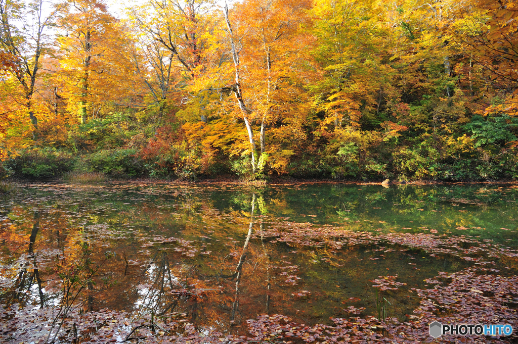 鎌池の紅葉風景D70_3573