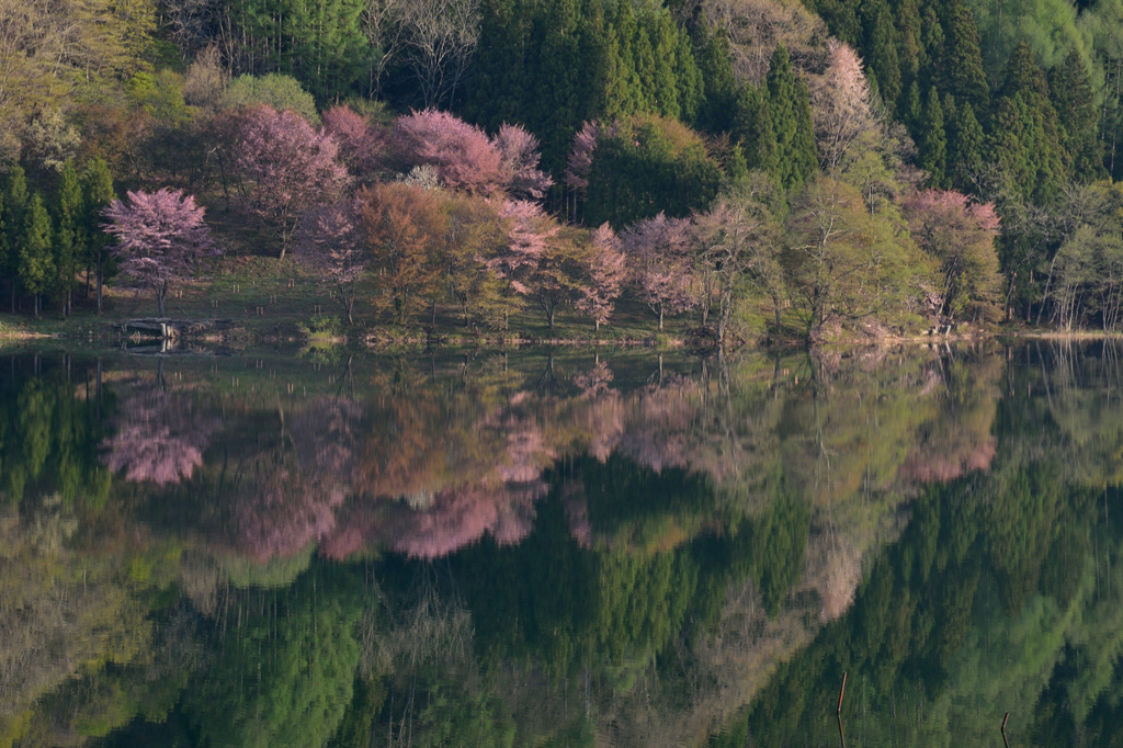 湖面に映る山桜　１