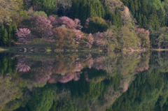 湖面に映る山桜　１
