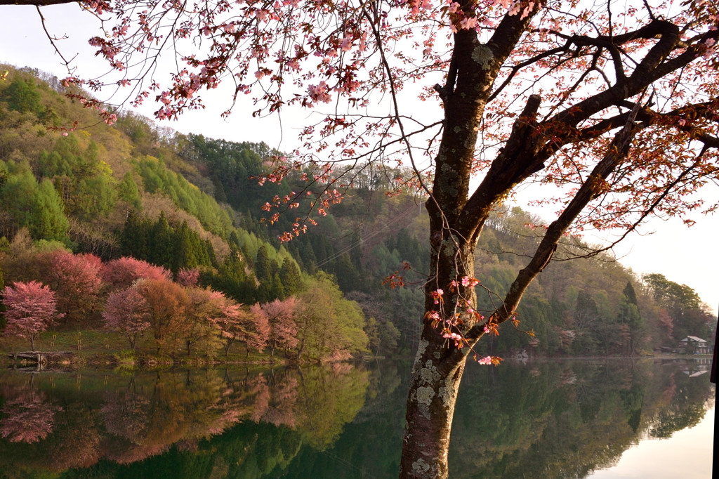 湖面に映る山桜　３