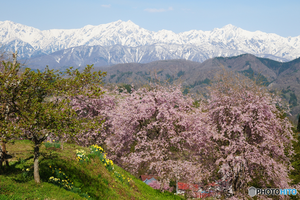 立屋　番所の桜D70_7670-2