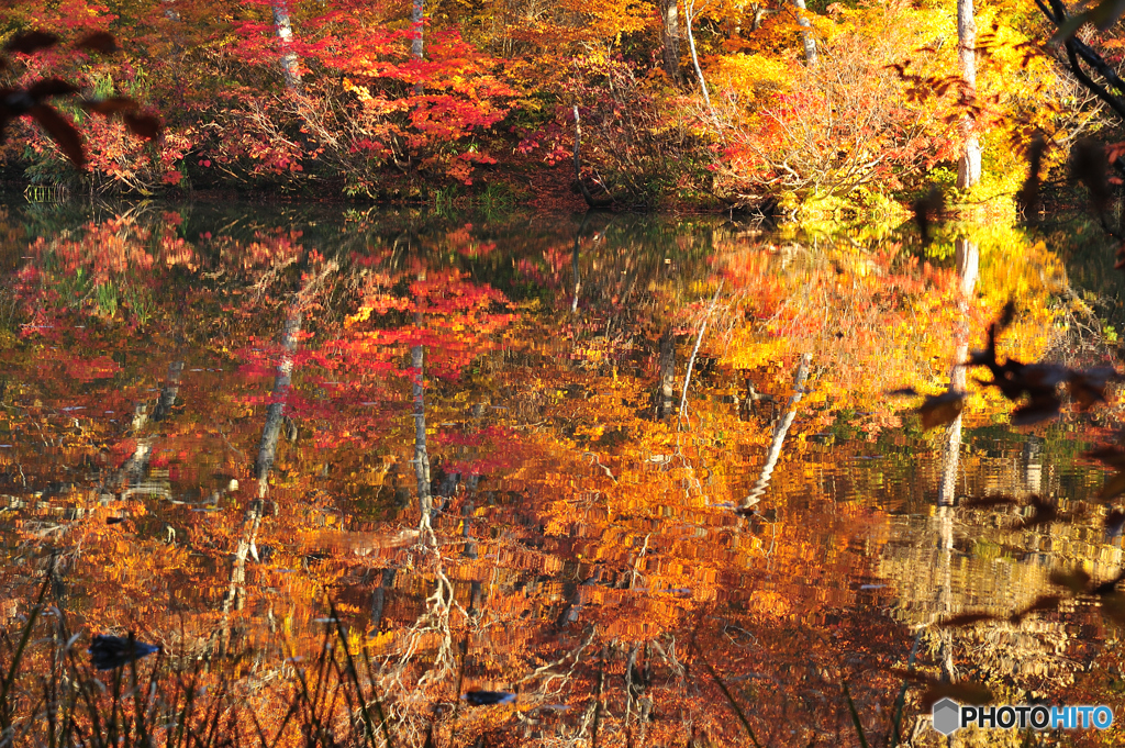 鎌池の紅葉風景D70_3419