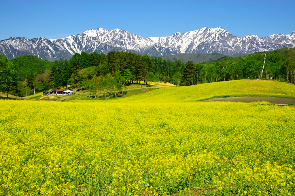 中山高原の黄色いじゅうたん