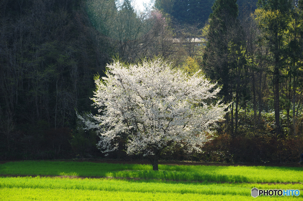 立屋　番所の桜　D70_7717